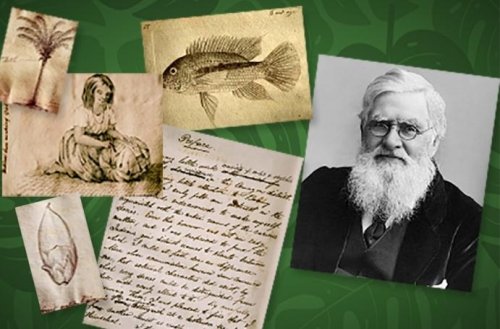 Naturalista, geógrafo e biólogo, Wallace viajou durante quatro anos pelo Brasil